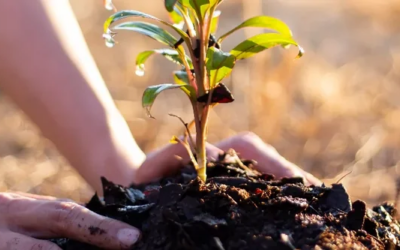 We’ve Planted  A Tree